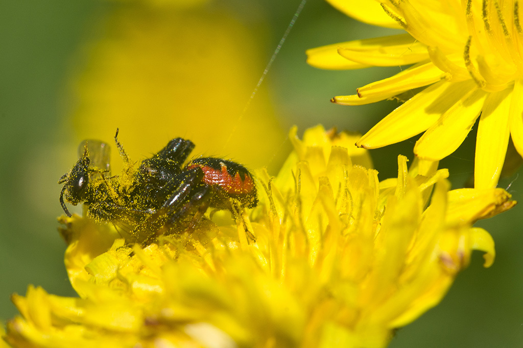 Synema globosum - Anzio (RM)